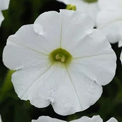 Петуния Shock Wave F1 white (5шт) Петуния Shock Wave F1 white (5шт)