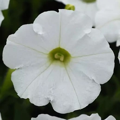 Shock Wave F1 white (5шт)