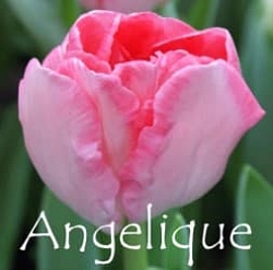 Angelique Angelique