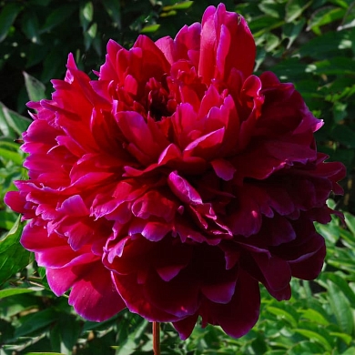 Пион Ред Сара Бернар (Red Sarah Bernhardt) (нет в наличии)