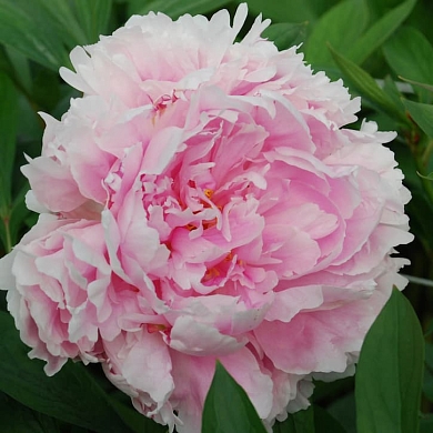 Sarah Bernhardt Selectie (нет в наличии)