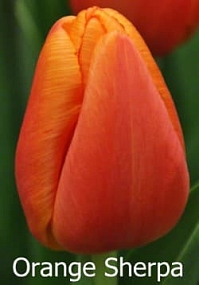 Orange Sherpa Orange Sherpa