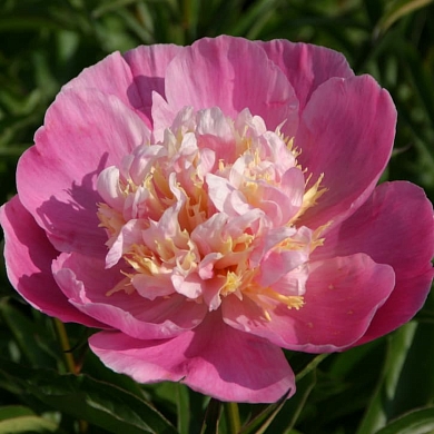 Пион Боул оф Лав (Bowl of Love) (нет в наличии)