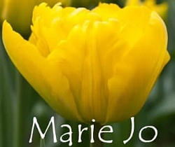 Marie Jo Marie Jo