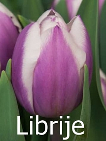 Librije Librije