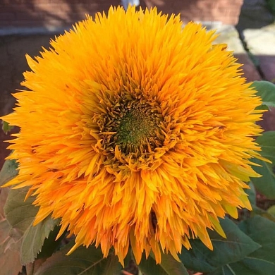 Helianthus Double Delight F1 orange (5шт)