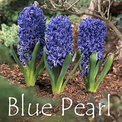 Гиацинт Blue Pearl
