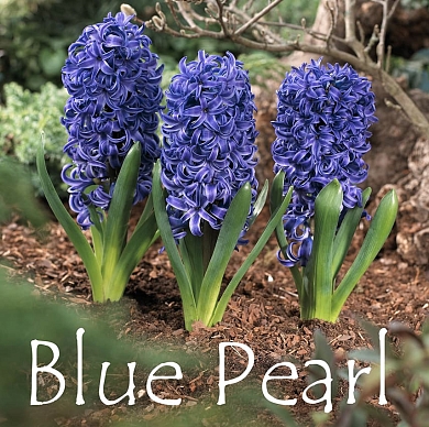 Blue Pearl