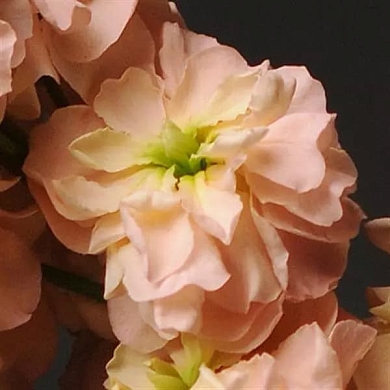 Matthiola incana Katz apricot (20шт)