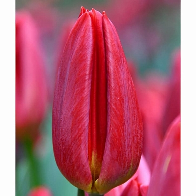 Strong Red (=Red Gold)