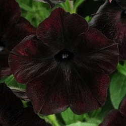 Петуния Debonair F1 black cherry (5шт) Петуния Debonair F1 black cherry (5шт)