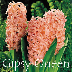 Гиацинт Gipsy Queen