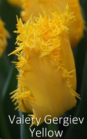  Valery Gergiev Yellow