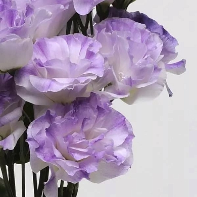 Lisianthus ABC 1 F1 misty blue (10шт)