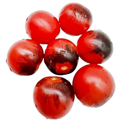  Томат Индиго черника (Indigo Blue Berries) (6шт)