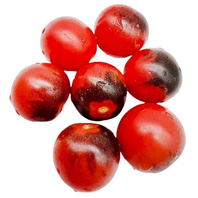 Томат Индиго черника (Indigo Blue Berries) (6шт)