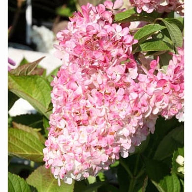 Гортензия Ванилла Фрейз (Vanille Fraise)
