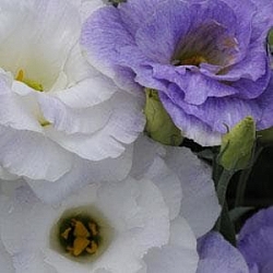 Лизиантус Lisianthus ABC 2 F1 blue blush (10шт) Лизиантус Lisianthus ABC 2 F1 blue blush (10шт)