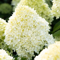 Гортензия Коттон Крем (Cotton Cream) Гортензия Коттон Крем (Cotton Cream)
