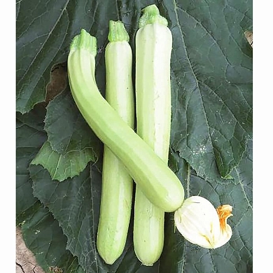 Длинный белый сицилийский (Lungo Bianco di Sicilia) (3шт)