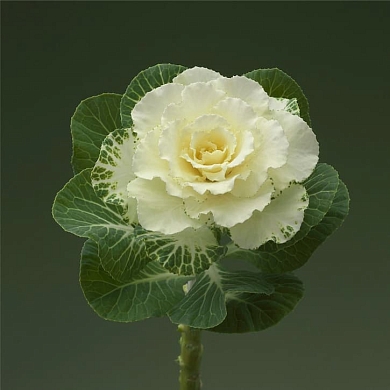 Brassica oleracea Flare F1 white (10шт)