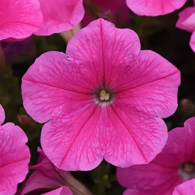 E3 Easy Wave F1 pink cosmo (5шт) (нет в наличии)