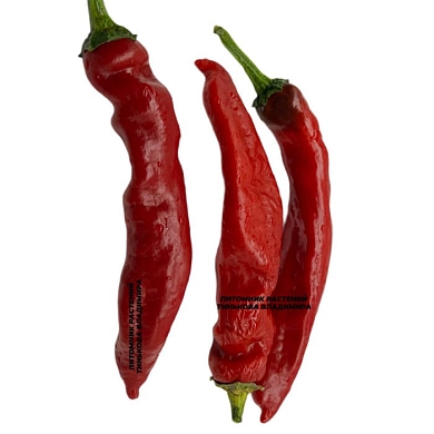 Перец сладкий Перчик Падрон (Pimientos de Padron, Испания) (6шт.)