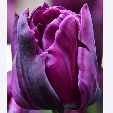 Purple Pion