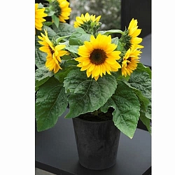 Подсолнух Helianthus Smiley F1 (5шт) Подсолнух Helianthus Smiley F1 (5шт)