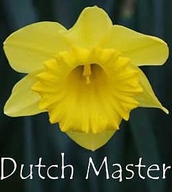 Нарцисс Dutch Master Нарцисс Dutch Master
