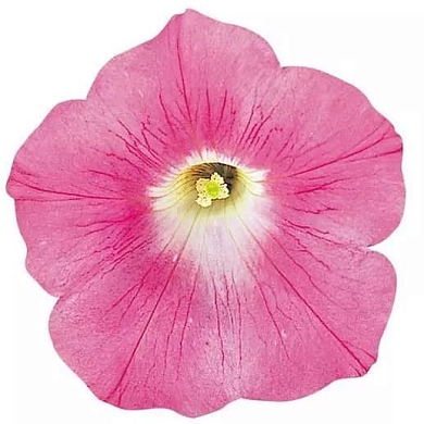 Wave F1 pink (5шт)