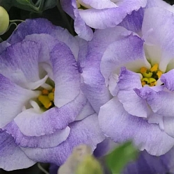 Лизиантус Lisianthus ABC 2 F1 misty blue (10шт) Лизиантус Lisianthus ABC 2 F1 misty blue (10шт)