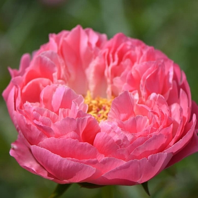 Пион Корал Шарм (Coral Charm) (нет в наличии)