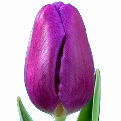 Тюльпан Ангола (Angola)