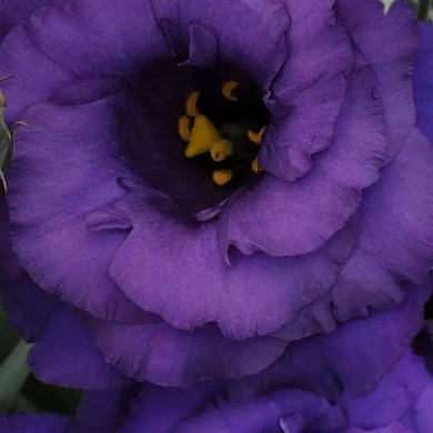 Lisianthus ABC 2 F1 blue (10шт)