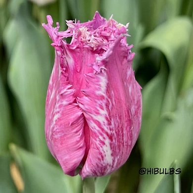 Purple Circus