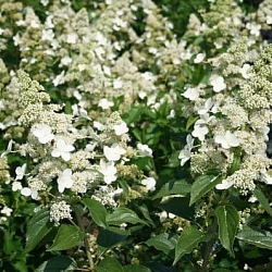 Гортензия Киушу (Kyushu) Гортензия Киушу (Kyushu)