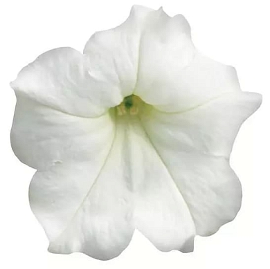 Easy Wave F1 white (5шт) (нет в наличии)