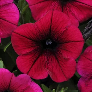 Shock Wave F1 deep purple (5шт) (нет в наличии)