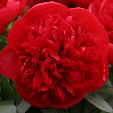 Пион Ред Чарм (Red Charm) (нет в наличии)