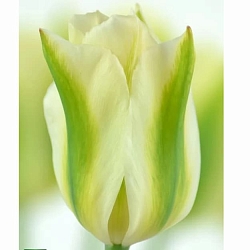 Spring Green Spring Green