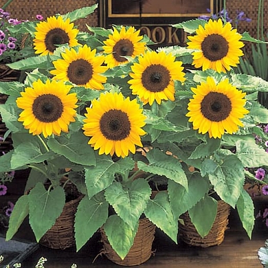 Helianthus Sunny Smile F1 (10шт) (нет в наличии)