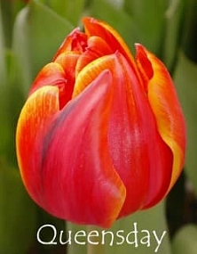 Queensday Queensday