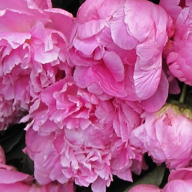 Пион Якорма (Jacorma) (нет в наличии)