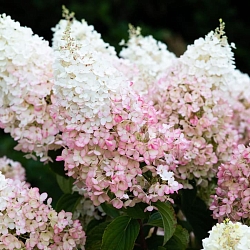 Гортензия Строберри Блоссом (Strawberry Blossom) Гортензия Строберри Блоссом (Strawberry Blossom)