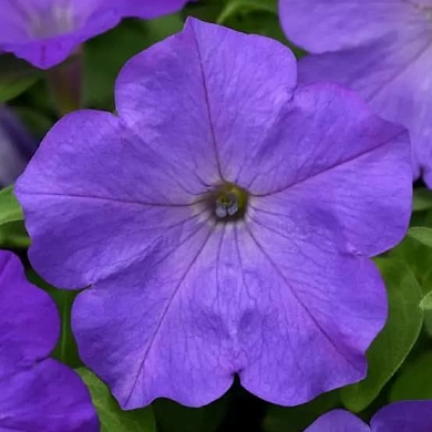 Easy Wave F1 lavender sky blue (5шт) (нет в наличии)