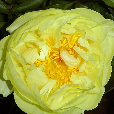 Пион Лемон Шифон (Lemon Chiffon) (нет в наличии)