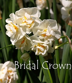 Нарцисс Bridal crown Нарцисс Bridal crown